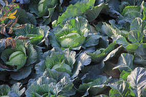 ������ֲ԰