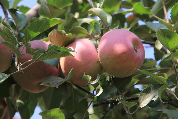 ������ƻ��