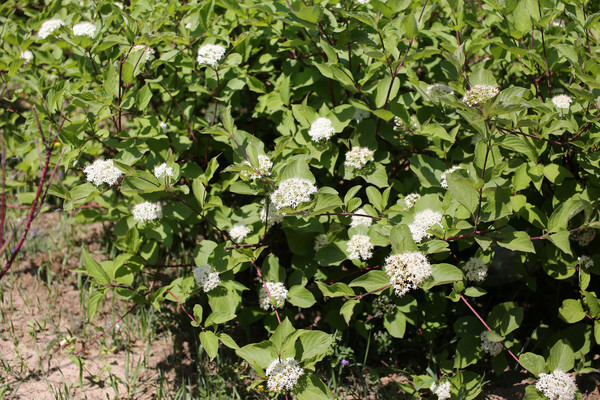 ����ľ��