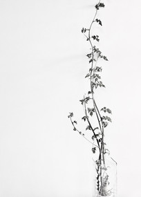 �ڰ� ����