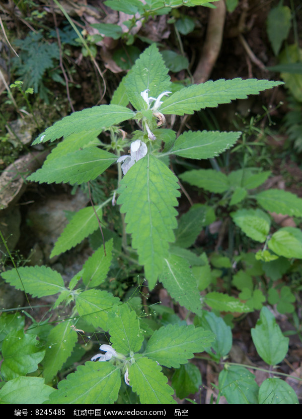 小野芝麻全株