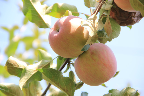 ���ʵ�ƻ��