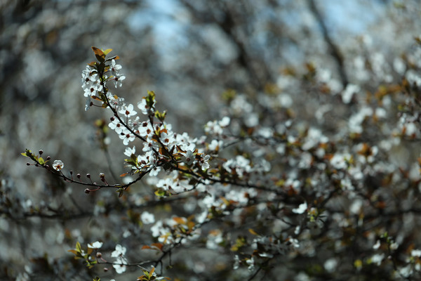 ���涷�޵�ӣ��