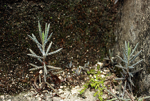 ����һ��