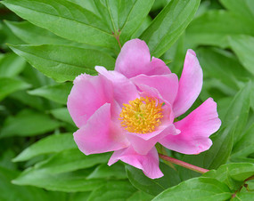 һ��ۺ�ɫ��ĵ����