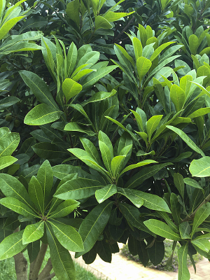 ���̵���÷