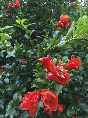 ����ʢ����ʯ��