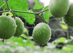 Ư�����޺�����������