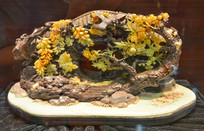 ����ʯ��̴�ɫ��԰