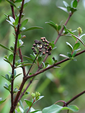 ˮ��������֦������