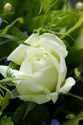 ��ɫ�뿪��õ�廨