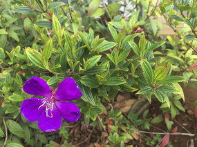 ����Ұĵ��