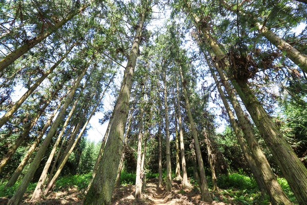 ���ֵ�ɼľ��