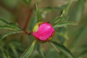 �ۺ�ĵ����