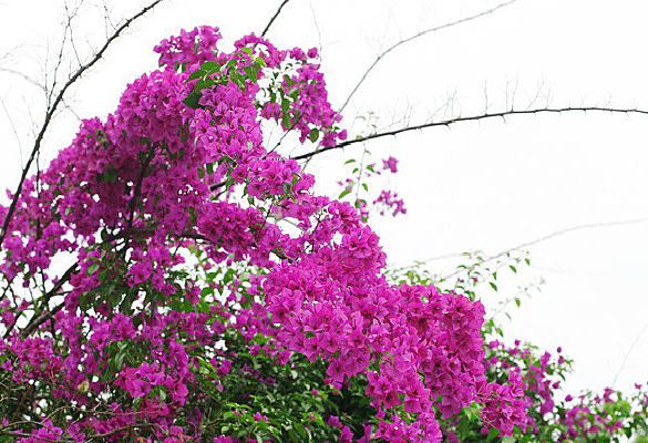 ��԰��ɫ��