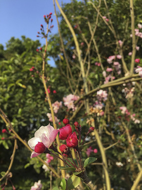 �������ŵĴ�˿����