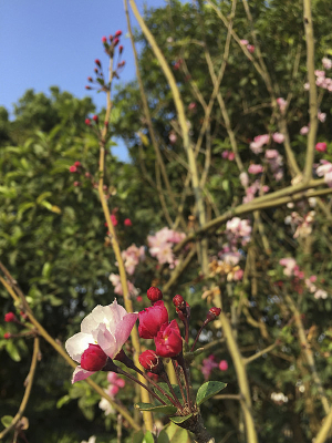 ���ĺ���