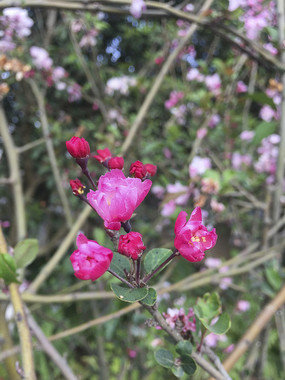 �����ݷŵĺ�ɫ��˿����