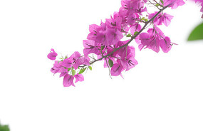 ������ɫ����֧��