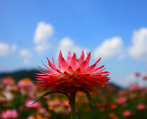 �����µ��߲ʾ�