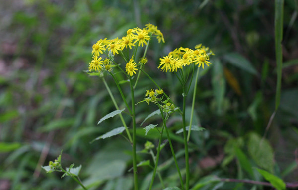 �����Ļ�ɫ�ջ�����