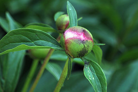 ĵ������