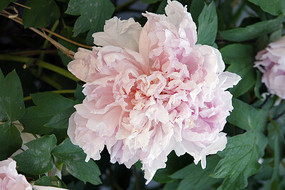 ǳ��ĵ����