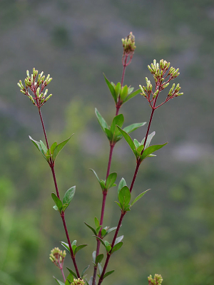 ���ݹ�ľҰɽ��