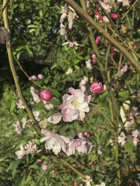 ʢ���Ĵ�˿����