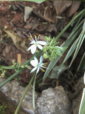 ʢ���ĵ���