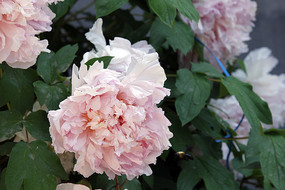 ʢ����ǳ��ĵ����