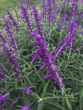 ʢ����ǧ����