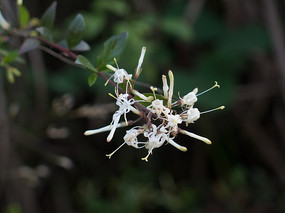 ˮ�����ӵİ�ɫ����