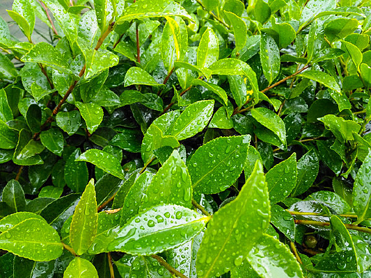 ������Ҷ��