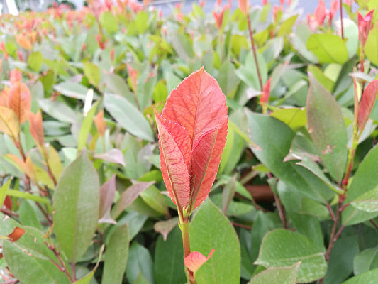 ��Ҷ�̻���