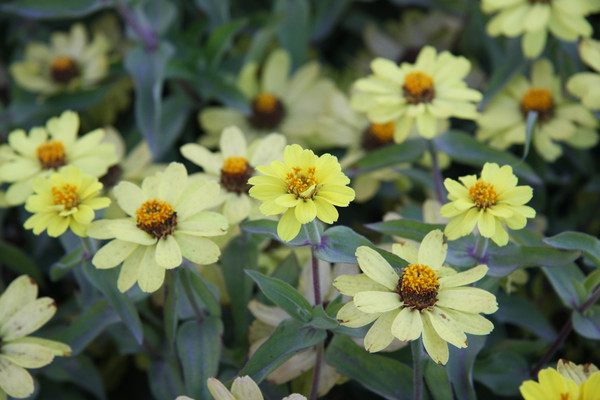 ��԰�ĵĲ�֪���Ļ���