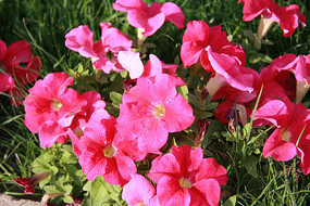 ��ɫ��ǣţ��