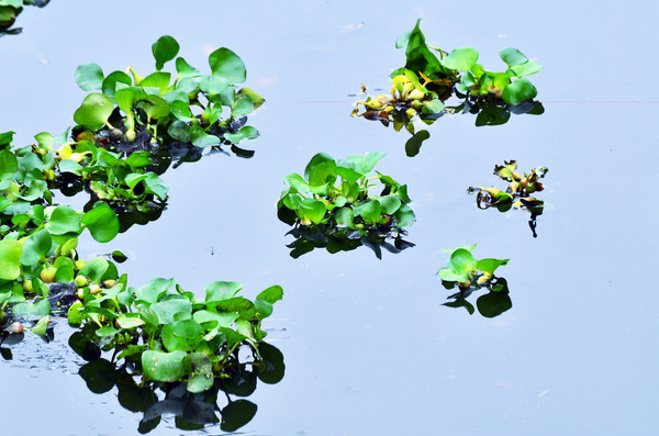 �������ˮ����