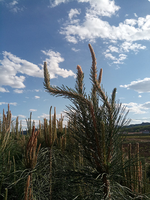 ���������������֦ͼƬ