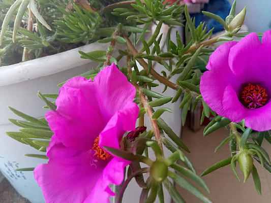 ���������˻�ͼƬ