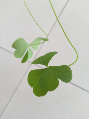 ��Ƭ��Ҷ��ͼƬ