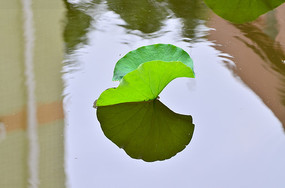 һƬ��Ҷ��Ӱ