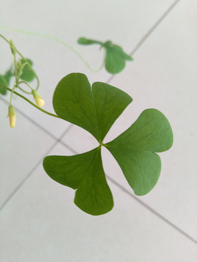 һƬ��Ҷ��ͼƬ