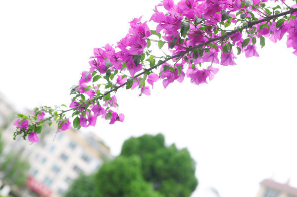 ��ɫ������