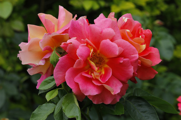 ��ɫ�¼���