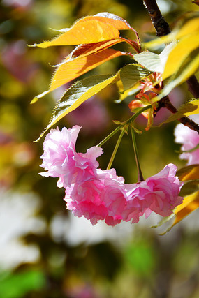 �����ӣ��