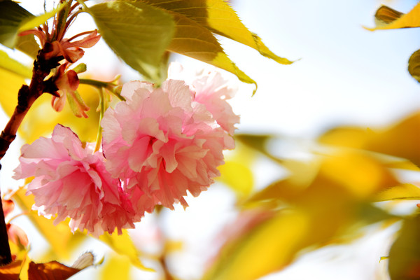 ���޵�ӣ��