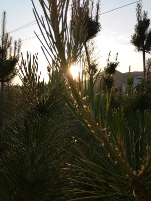 ��ɫ�����µ�����֦ͼƬ