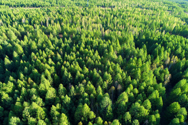 ��ɫ�ֺ����� 