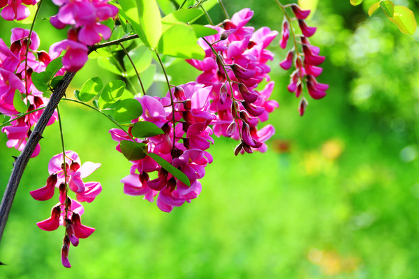 ��ɫ����